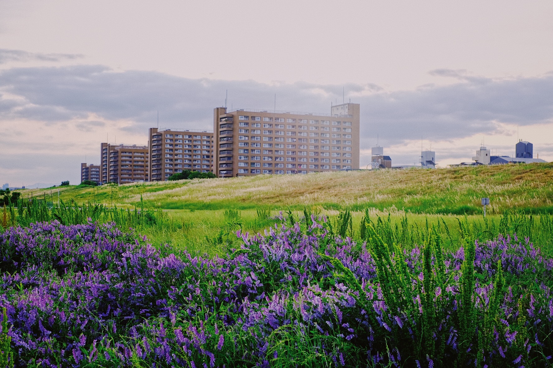 散歩中にみた風景