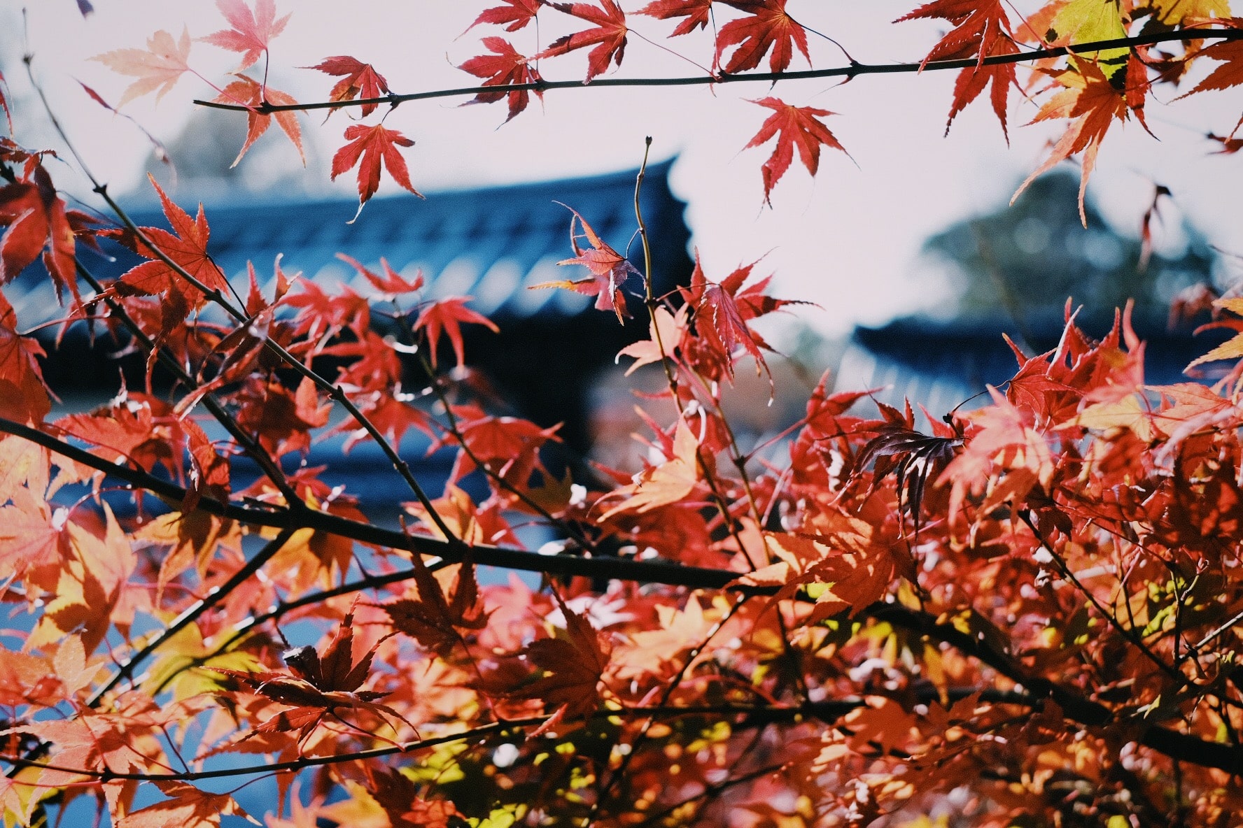 合宿で勉強会 & 大人の修学旅行！東福寺の紅葉